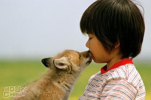 小狐狸海伦44248