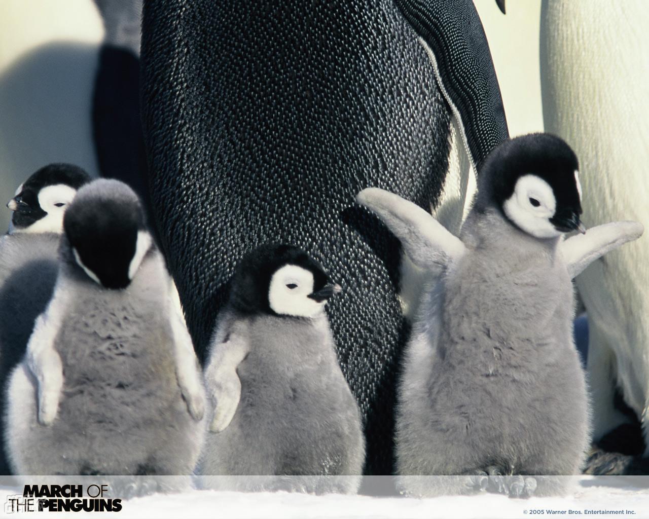 帝企鹅日记(2005)的海报和剧照 第26张/共44张【图片网】